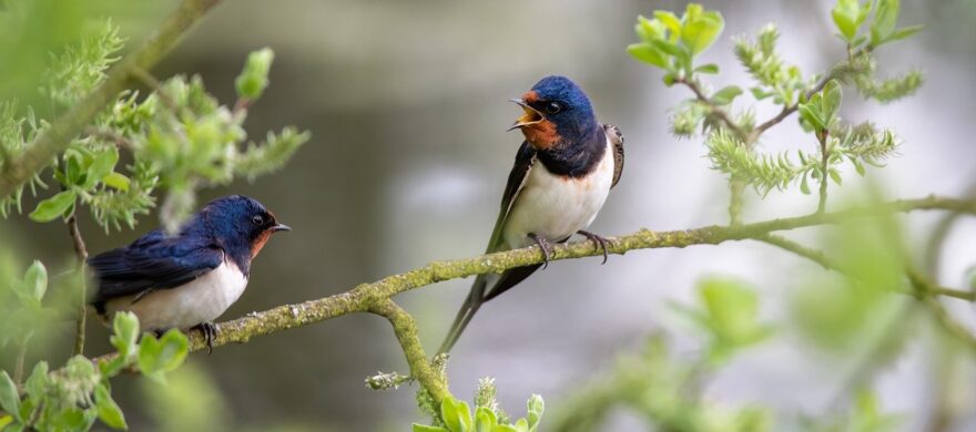 Barn Swallows 8022044 1280